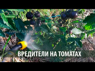 Вредители томатов. Борьба с вредителями во время начала созревания плодов.