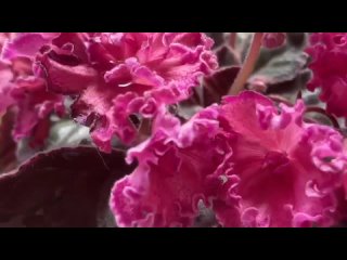 Все о выращивании фиалок. Советы от Вероники Поливкиной