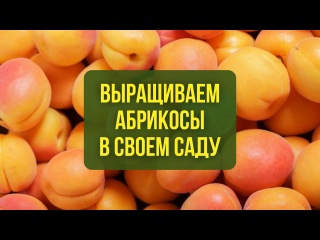 Выращиваем абрикосы в своем саду