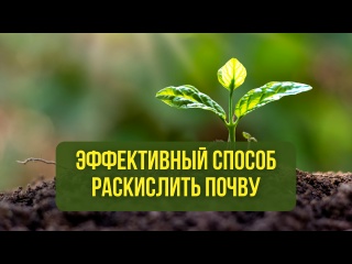 Эффективный способ раскислить почву