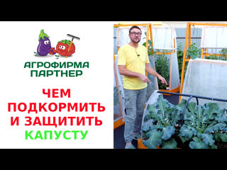 ЧЕМ ПОДКОРМИТЬ И ЗАЩИТИТЬ КАПУСТУ