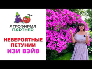 НЕВЕРОЯТНЫЕ ПЕТУНИИ ИЗИ ВЭЙВ