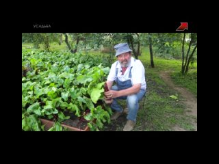 СВЁКЛА ОГРОМНАЯ!!! ТАКОГО ДОПУСКАТЬ НЕ СТОИТ!