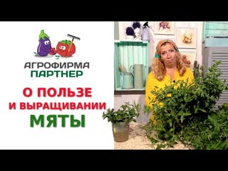 О ПОЛЬЗЕ И ВЫРАЩИВАНИИ МЯТЫ
