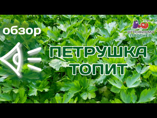 Обзор петрушки листовой Топит
