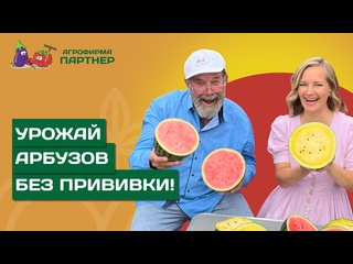 КАК ВЫРАСТИТЬ АРБУЗЫ В ПОДМОСКОВЬЕ БЕЗ ПРИВИВКИ НА ЛАГЕНАРИЮ