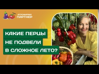 СЛАДКИЙ ПЕРЕЦ В СЛОЖНОЕ ЛЕТО: КОГО САЖАТЬ И НА ЧТО РАССЧИТЫВАТЬ