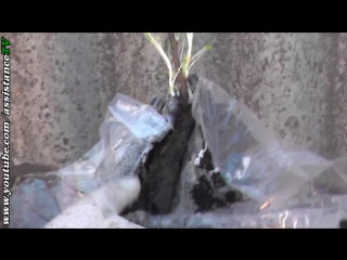 Как сажать смородину Выращиваем смородину у себя дома Как сажать смородину Выращиваем смородину у себя дома