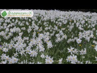 Посадка нарциссов куда, когда и как сажать нарциссы