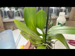 Отеки на листьях орхидеи