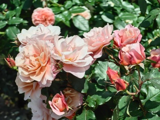 Цветение 18-ти сортов роз на нашем участке (июнь 2025г.)