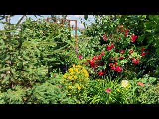 Обрезка роз после первого цветения. Подготовка второй волны.