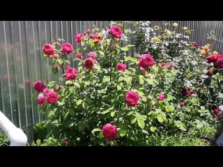 Розы?/Ангела/ Бенджамин Бриттен/Братья Гримм/Пр-ца Александра оф Кент/Декор Арлекин