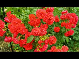 Восхитительная роза флорибунда Черри Герл, Кордес (Rose Cherry Girl, Kordes 2009)
