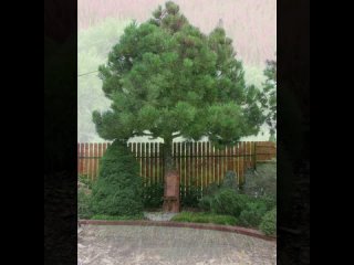 Хвойные растения для сада. Сосны ?