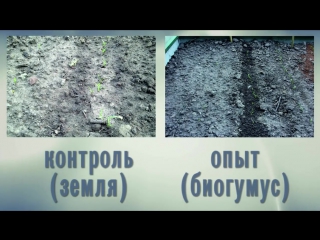 Биогумус. Применение дома и на садовом участке
