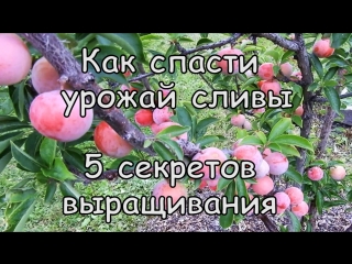 Как спасти урожай сливы