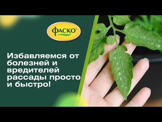 Болезни и вредители рассады. Избавляемся от них просто и быстро!