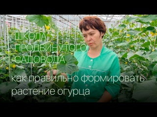 Как правильно формировать растение огурца. #ШПС