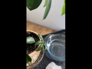 Щитовка на комнатных растениях