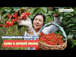 Выращивание вишни как путь к лучшей жизни