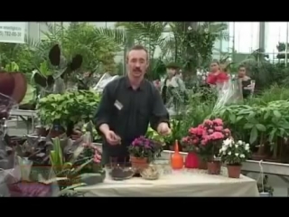 Азалия комнатная (Azalea). Как ухаживать за азалией