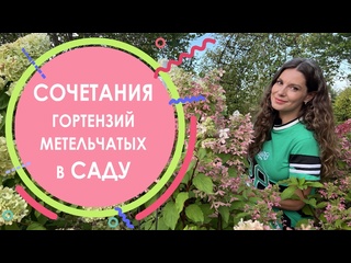 Сочетания гортензий метельчатых в саду | Мария Кордубаева