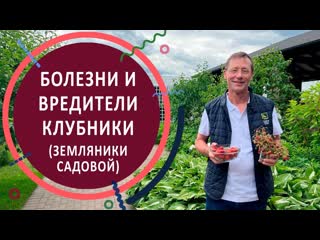 Болезни и вредители земляники садовой (клубники). Доклад главного агронома Агрофирмы "ПОИСК"