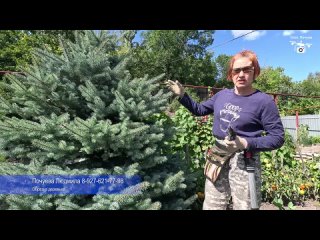 Обрезка голубой ели, Вольск 2025 год.
