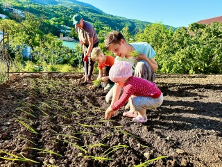 Выращивание ЯЛТИНСКОГО ЛУКА. Посадка лука