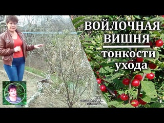 Войлочная вишня. Тонкости ухода.