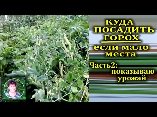 Выращивание гороха по картофелю Делаем выводы и собираем урожай гороха