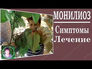 Монилиоз яблони вишни абрикоса Полное описание и лечение монилиоза деревьев