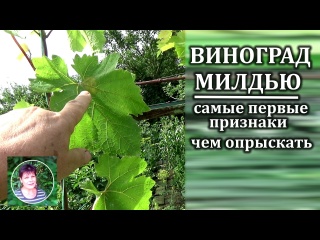 Милдью на винограде Первые признаки и эффективные препараты для спасения урожая