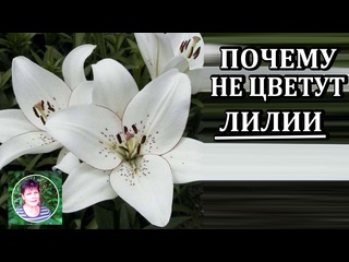 Почему не цветут лилии Узнайте причину и как это исправить