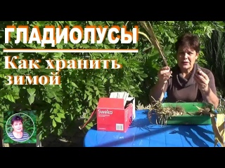 Выращивание гладиолусов. Часть 8 Как хранить луковицы гладиолусов зимой