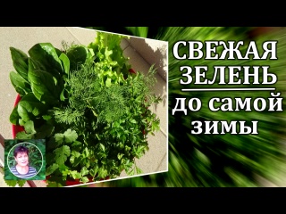 Как получать зелень с огорода до конца ноября и дольше. Делюсь своим опытом