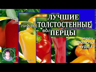 Обзор сортов крупноплодных перцев. Лучшие сорта