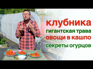 Выбираю сладкую клубнику, идеальные огурцы, овощи в кашпо и гигантская трава ?