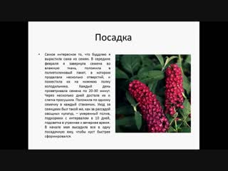 Буддлея Давида - Цветоводство