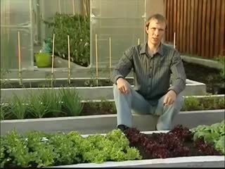 Выращивание салата на даче-Школа цветоводства