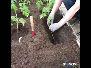 Как правильно посадить переросшую рассаду - Школа цветоводства и садоводства