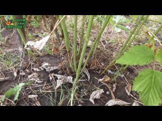 Малина уход и выращивание после сбора урожая на даче. Как ухаживать за малиной после сбора ягод.