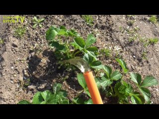 Как приготовить гумат калия и сделать водный раствор из порошка.