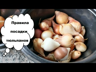 Когда сажать тюльпанов, глубина и схема посадки