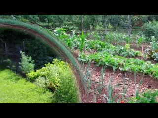 Что посадить в тени