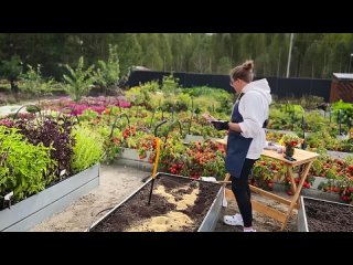КАК ПОСАДИТЬ ЧЕСНОК ОСЕНЬЮ? Озимый чеснок ? Семена Алтая