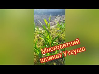 Многолетний Шпинат Утеуша — без вредной щавелевой кислоты