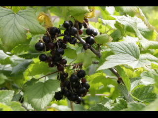 Зимнее черенкование черной смородины или как из черенка получить взрослое растение за один сезон