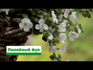 Вредители цветов: как распознать, чем лечить